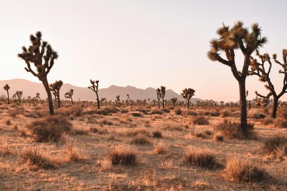 Scenic image of Joshua Tree